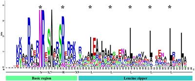 Genome-wide analysis and expression profile of the bZIP gene family in Neopyropia yezoensis